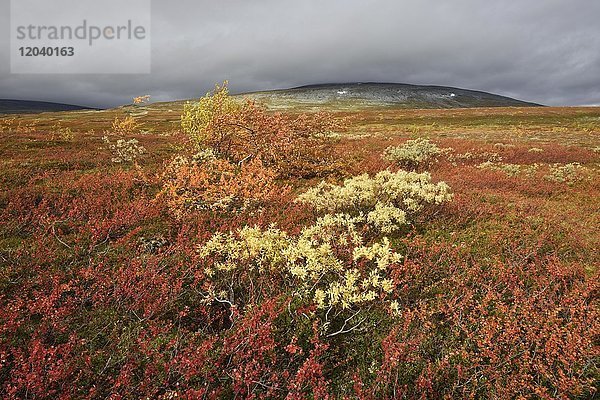 Bunte Herbstlandschaft auf dem Saltfjellet  Hochebene am Polarkreis nahe der Stadt Mo i Rana  Norwegen  Europa