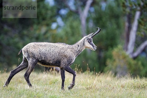 Gämse (Rupicapra rupicapra)  Berner Oberland  Schweiz  Europa