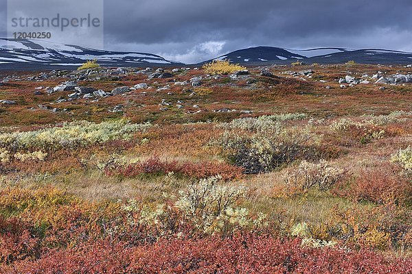 Bunte Herbstlandschaft auf dem Saltfjellet  Hochebene am Polarkreis nahe der Stadt Mo i Rana  Norwegen  Europa