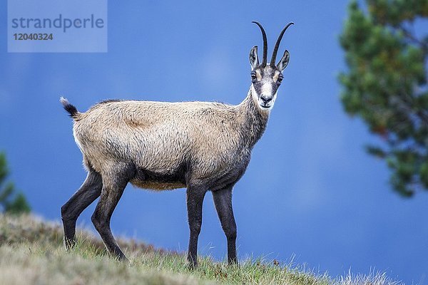 Gämse (Rupicapra rupicapra)  Berner Oberland  Schweiz  Europa