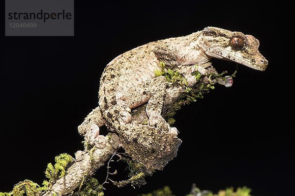 Nachtaktiver Blattschwanzgecko (Uroplatus alluaudi)  Männchen  Botanischer Garten Montagne d'Ambre  Nord-Madagaskar  Madagaskar  Afrika