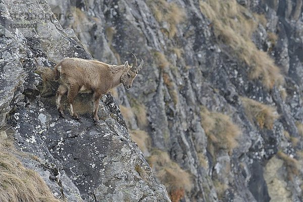Alpensteinbock (Capra Ibex)  junger Steinbock im Felsen  Tirol  Österreich  Europa