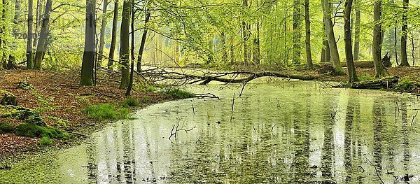 Sumpf in naturnahem Buchenwald  Müritz-Nationalpark  Teilgebiet Serrahn  Mecklenburg-Vorpommern  Deutschland  Europa