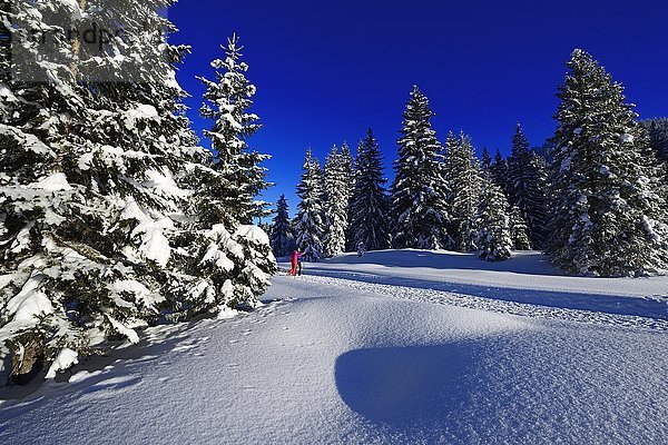 Zwei Wanderer laufen durch verschneiten Winterwald  Premium-Winterwanderweg  Hemmersuppenalm  Reit im Winkl  Chiemgau  Oberbayern  Bayern  Deutschland  Europa