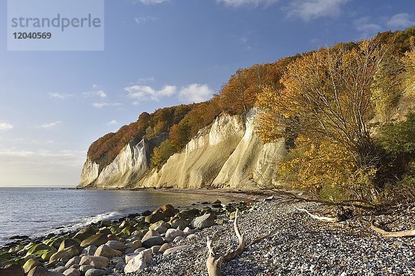 Herbst an der Kreideküste  Nationalpark Jasmund  Insel Rügen  Mecklenburg-Vorpommern  Deutschland  Europa