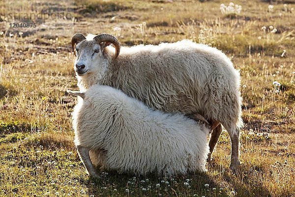 Schafe (Ovis)  Jungtier trinkt bei Muttertier  Nordwest-Island  Island  Europa