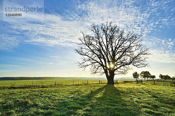 Sonne strahlt durch große kahle Eiche  Morgenlicht  Magdeburger Börde  Sachsen-Anhalt  Deutschland  Europa