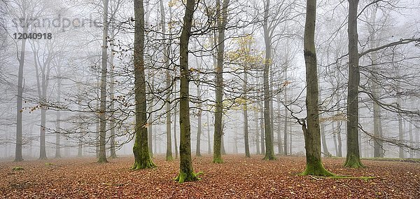 Buchen (fagus)  Buchenwald im Herbst  kahle Bäume und Nebel  Nationalpark Kellerwald-Edersee  Hessen  Deutschland  Europa