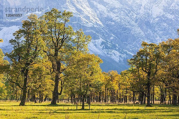 Berg-Ahorn (Acer pseudo plantanus) Großer Ahornboden  Eng  Vomp-Hinterriß  Tirol  Österreich  Europa