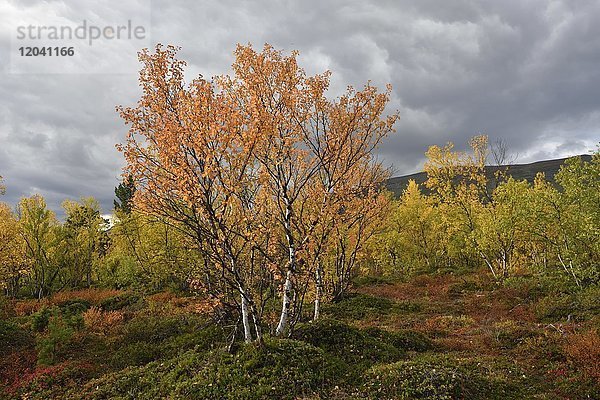 Bäume mit buntem Herbstlaub  Abisko-Nationalpark  Schweden  Europa