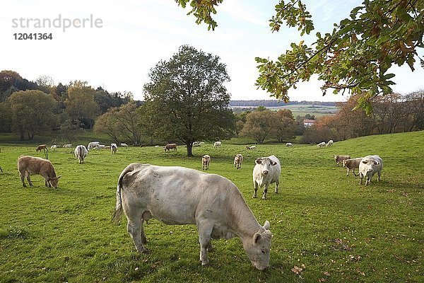 Milchkühe grasen auf einer Weide im Westerwald  Helferskirchen  Rheinland-Pfalz  Deutschland  Europa