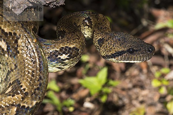 Madagaskar Hundskopfboa (Sanzinia madagascariensis) auf Ast  Analamazoatra Schutzgebiet  Madagaskar  Afrika