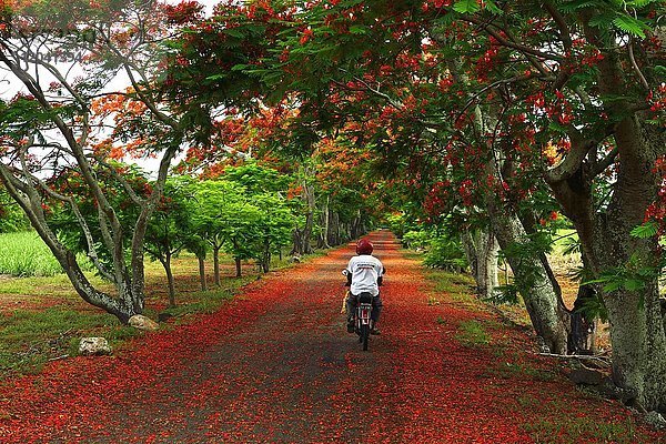 Mopedfahrer auf Allee mit Flammenbäumen  Flamboyant (Delonix regia)  Mauritius  Afrika