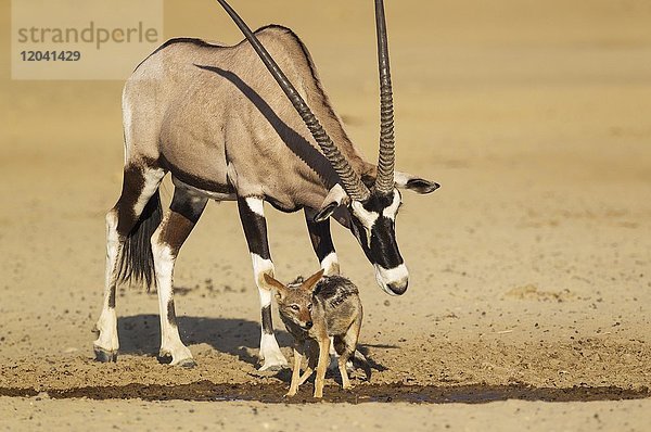 Spießbock (Oryx gazella) versucht Schabrackenschakal (Canis mesomelas) vom Wasserloch zu vertreiben  Kalahari Wüste  Kgalagadi Transfrontier Park  Südafrika