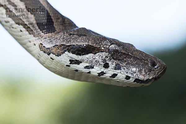 Südliche Madagaskarboa (Acrantophis dumerili)  Baobab Amoureux  Madagaskar  Afrika