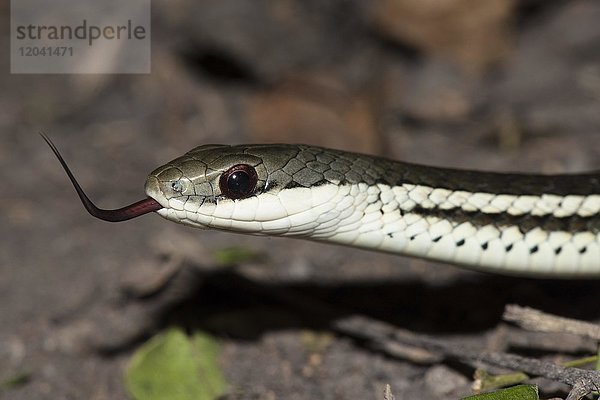 Wasserschlange (Thamnosophis lateralis)  Anja Community Reserve  Madagaskar  Afrika