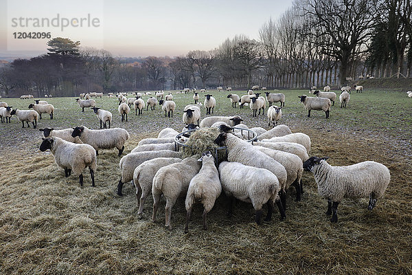 Feld mit Schafen  die im Winter Heu fressen  Burwash  East Sussex  England  Vereinigtes Königreich  Europa