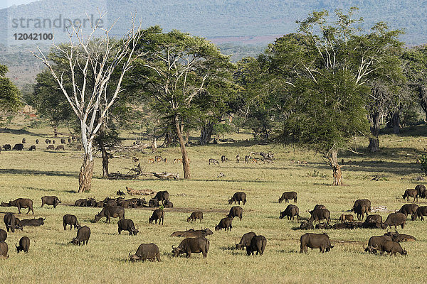 Eine Herde afrikanischer Büffel (Syncerus caffer) beim Grasen in einer Ebene  Tsavo  Kenia  Ostafrika  Afrika