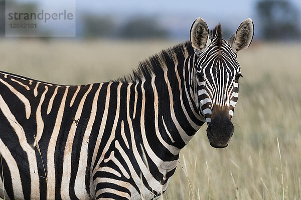 Porträt eines gewöhnlichen Zebras (Equus quagga)  das in die Kamera schaut  Tsavo  Kenia  Ostafrika  Afrika