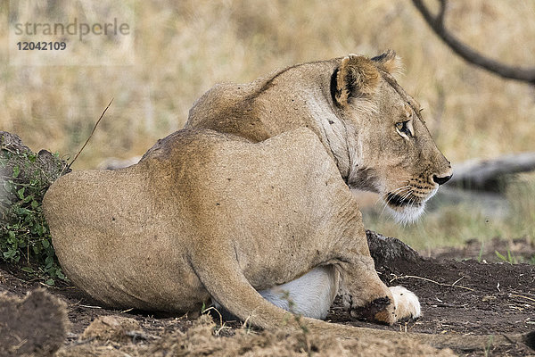 Eine Löwin (Panthera leo) mit vollem Magen nach dem Fressen  Tsavo  Kenia  Ostafrika  Afrika