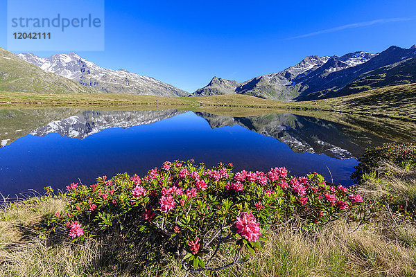 Blühende Rhododendren am Andossi-See  Chiavenna-Tal  Provinz Sondrio  Valtellina  Lombardei  Italien  Europa