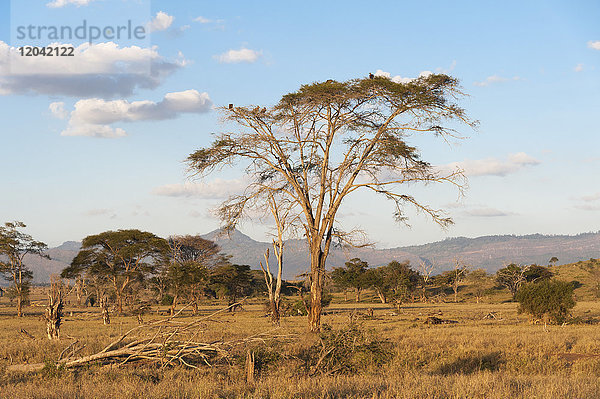 Bäume in einer Ebene in Tsavo  Tsavo  Kenia  Ostafrika  Afrika