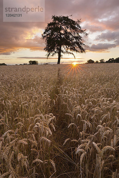 Weizenfeld mit Weg und Baum bei Sonnenuntergang  nahe Chipping Campden  Cotswolds  Gloucestershire  England  Vereinigtes Königreich  Europa