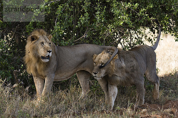 Zwei Löwen (Panthera leo) auf Patrouille  Tsavo  Kenia  Ostafrika  Afrika