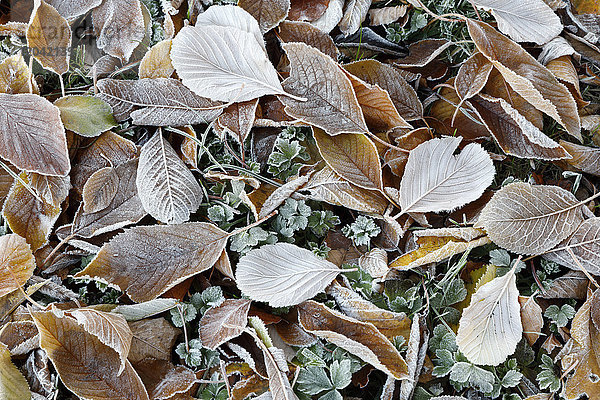 Frostbedeckte Blätter  Gloucestershire  England  Vereinigtes Königreich  Europa