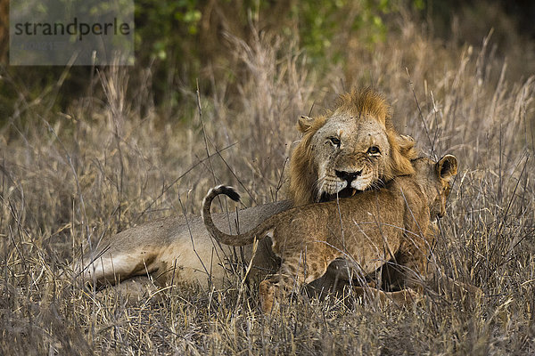 Ein männlicher Löwe (Panthera leo) mit seinem Jungen  Tsavo  Kenia  Ostafrika  Afrika