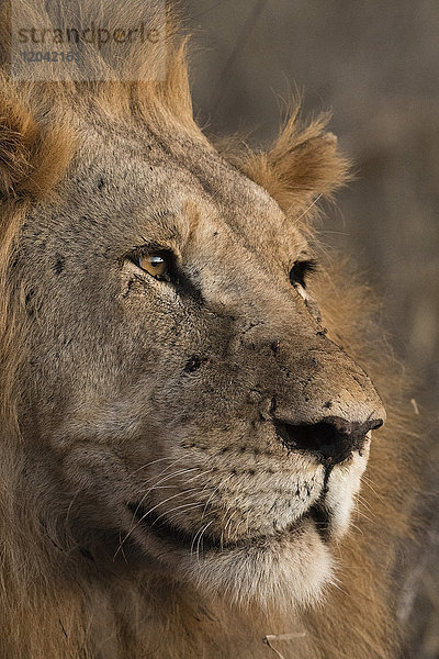 Nahaufnahme eines Löwen (Panthera leo)  Tsavo  Kenia  Ostafrika  Afrika