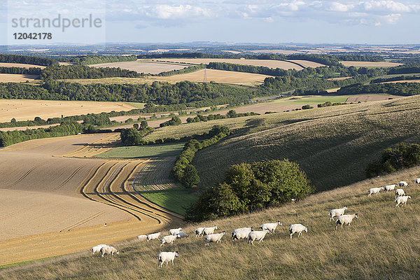 Blick über Sommerweizenfelder und Schafe von der Spitze des Beacon Hill  in der Nähe von Highclere  Hampshire  England  Vereinigtes Königreich  Europa