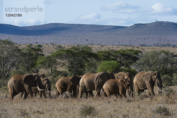 Eine große Herde afrikanischer Elefanten (Loxodonta africana)  die in einer Reihe durch Savannengras laufen  Tsavo  Kenia  Ostafrika  Afrika
