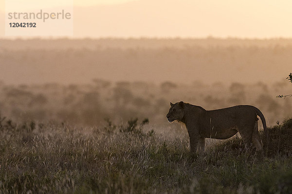 Ein Löwe (Panthera leo) bei Sonnenuntergang stehend  Tsavo  Kenia  Ostafrika  Afrika