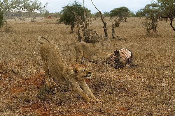 Zwei Löwen (Panthera leo) beim Fressen eines erlegten Büffels  Tsavo  Kenia  Ostafrika  Afrika