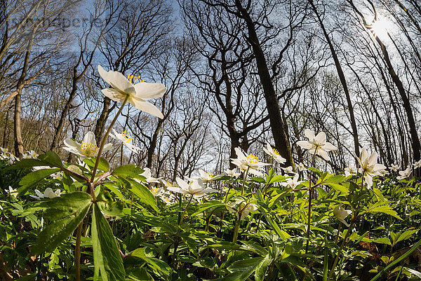 Blühendes Buschwindröschen (Anemone nemorosa) in einem Niederwald  Kent  England  Vereinigtes Königreich  Europa