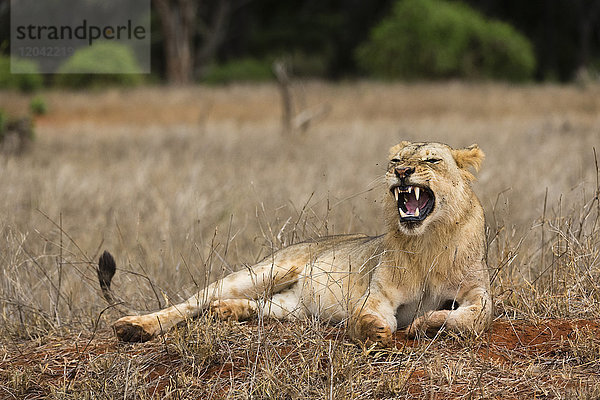 Ein Löwe (Panthera leo) gähnt  Tsavo  Kenia  Ostafrika  Afrika