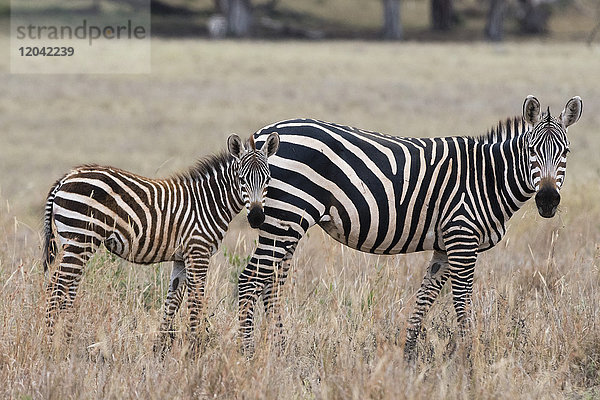 Ein gewöhnliches Zebra ( Equus quagga) mit seinem Fohlen  das in die Kamera schaut  Tsavo  Kenia  Ostafrika  Afrika