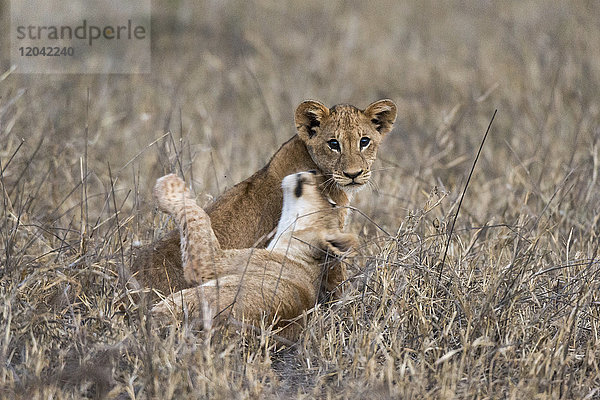Zwei Löwenjunge (Panthera leo) spielen im hohen Gras  Tsavo  Kenia  Ostafrika  Afrika