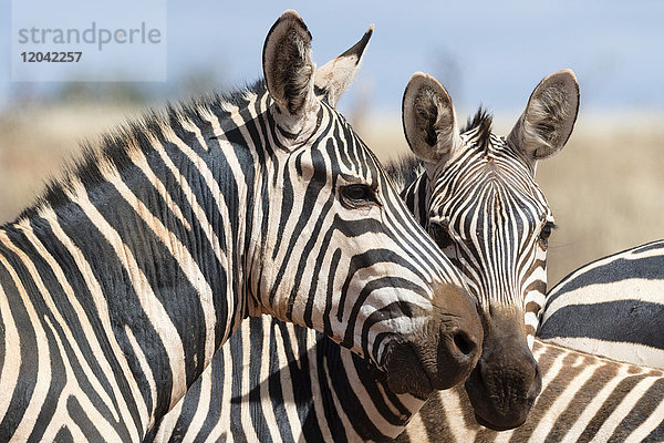 Porträt von zwei gewöhnlichen Zebras (Equus quagga)  Tsavo  Kenia  Ostafrika  Afrika