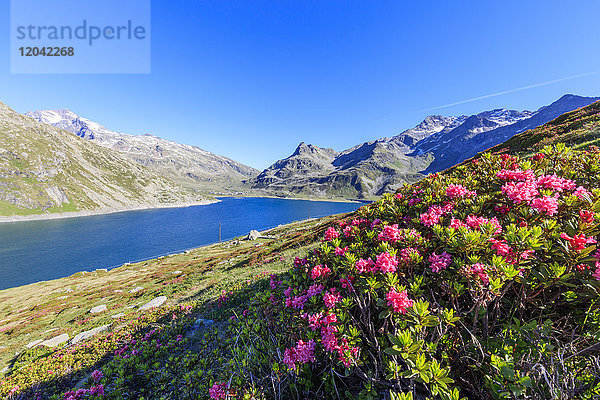 Rhododendren an den Ufern des Beckens  Montespluga  Chiavenna-Tal  Provinz Sondrio  Valtellina  Lombardei  Italien  Europa