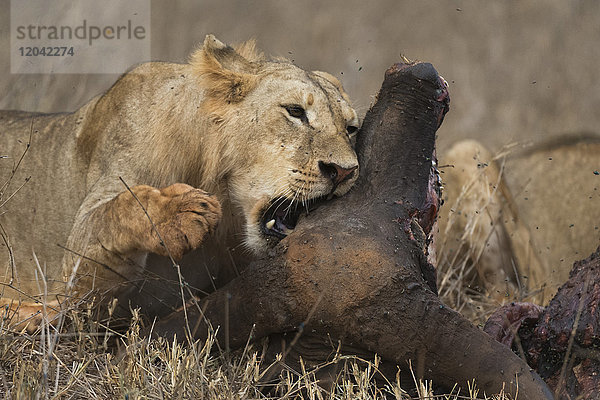 Ein subadulter männlicher Löwe (Panthera leo) beim Fressen eines erlegten Büffels  Tsavo  Kenia  Ostafrika  Afrika