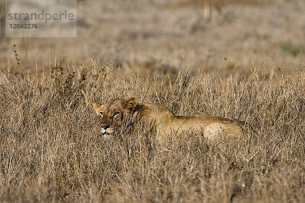 Eine Löwin (Panthera leo) versteckt sich im Gras  Tsavo  Kenia  Ostafrika  Afrika