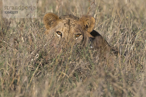 Ein Löwe (Panthera leo) versteckt sich im hohen Gras  Tsavo  Kenia  Ostafrika  Afrika