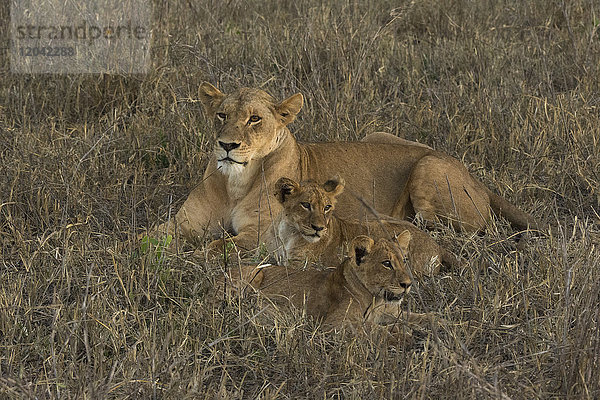 Eine Löwin (Panthera leo) mit Jungtieren  Tsavo  Kenia  Ostafrika  Afrika