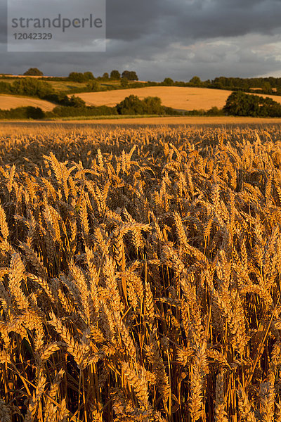Weizen im Abendsonnenlicht  in der Nähe von Chipping Campden  Cotswolds  Gloucestershire  England  Vereinigtes Königreich  Europa
