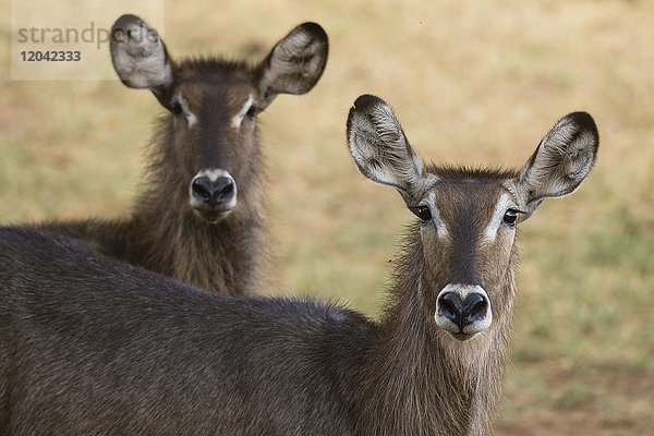 Porträt eines Wasserbocks (Kobus ellipsiprymnus)  Tsavo  Kenia  Ostafrika  Afrika