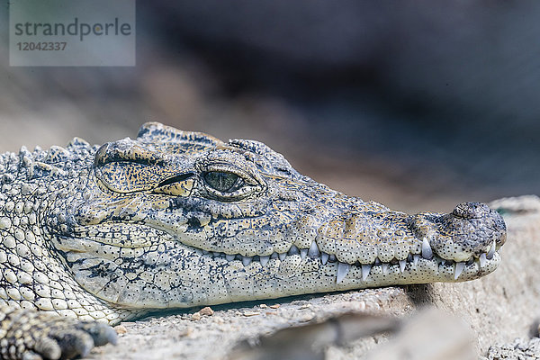Kubanisches Krokodil in Gefangenschaft (Crocodylus rhombifer)  eine kleine Krokodilart  die auf Kuba  den Westindischen Inseln und in Mittelamerika heimisch ist