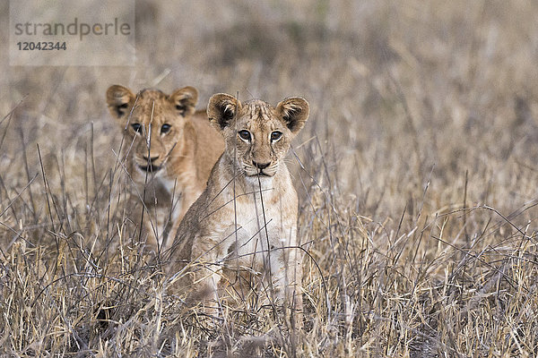 Zwei Löwenjunge (Panthera leo)  einer schaut in die Kamera  Tsavo  Kenia  Ostafrika  Afrika