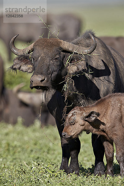 Kapbüffel (Afrikanischer Büffel) (Syncerus caffer) Kuh und Kalb  Ngorongoro-Krater  Tansania  Ostafrika  Afrika